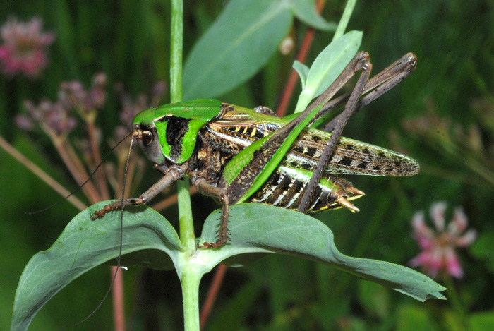 Eupholidoptera cf. chabrieri e Decticus verrucivorus